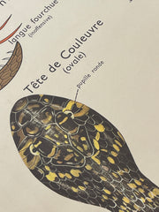 Ancienne carte scolaire oiseaux/vipère-lézard