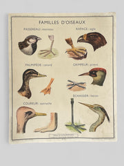 Ancienne carte scolaire oiseaux/vipère-lézard