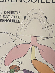 Ancienne carte scolaire grenouille/poisson