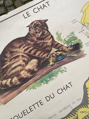 Ancienne carte scolaire singe/chat