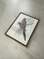 Lithographie couple de perruches vintage