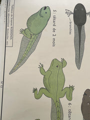 Ancienne carte scolaire oiseaux/vipère-lézard