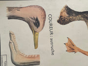 Ancienne carte scolaire oiseaux/vipère-lézard
