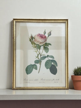 Grande lithographie Redouté rose cadre doré
