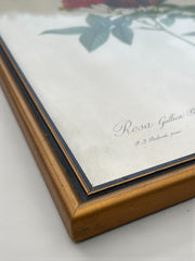 Lithographie Rosier de Van-Eden