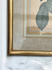 Lithographie rosier cadre doré