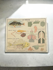 Ancienne carte scolaire grenouille/poisson