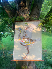 Ancienne carte d’anatomie