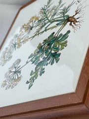 Dessous de plat Botanical par VILLEROY & BOCH, Carum Carvi