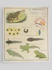 Ancienne carte scolaire grenouille/poisson