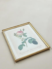 Grande lithographie Redouté rose cadre doré