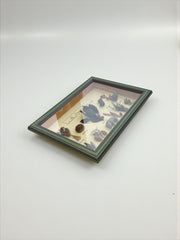 Cadre herbier ancien faune et flore corse