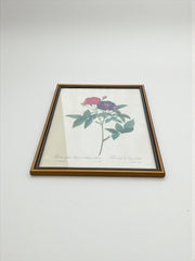 Lithographie Rosier de Van-Eden