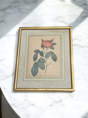 Lithographie rosier cadre doré
