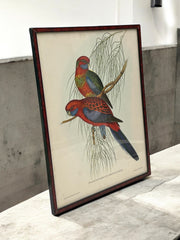 Lithographie couple de perruches vintage