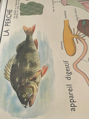 Ancienne carte scolaire grenouille/poisson