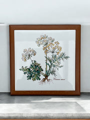 Dessous de plat Botanical par VILLEROY & BOCH, Carum Carvi