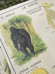 Ancienne carte scolaire singe/chat