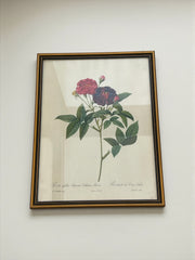 Lithographie Rosier de Van-Eden