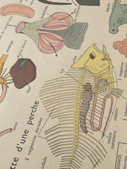Ancienne carte scolaire grenouille/poisson