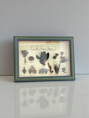 Cadre herbier ancien faune et flore corse