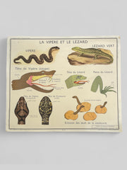 Ancienne carte scolaire oiseaux/vipère-lézard