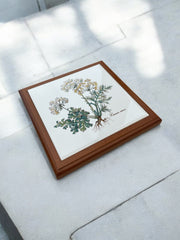 Dessous de plat Botanical par VILLEROY & BOCH, Carum Carvi